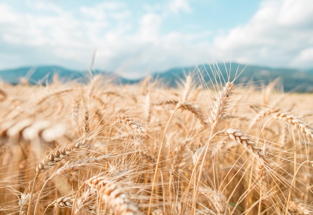 Sfondo di grano sfocato. Granella d'arancia estiva