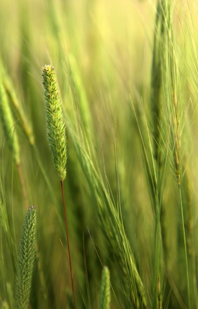 Sfondo di grano