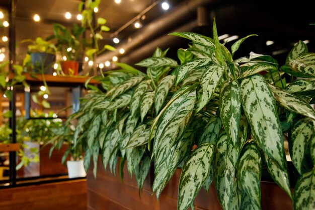 Sfondo di interni moderni e accoglienti del ristorante in stile loft con piante verdi. Design elegante del caffè. Mobili in legno strutturato e tanto verde. Copia spazio