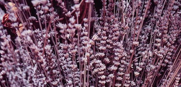 Sfondo di lavanda secca