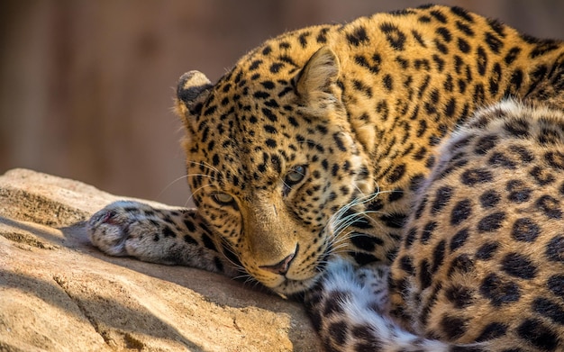 Sfondo di leopardo solitario