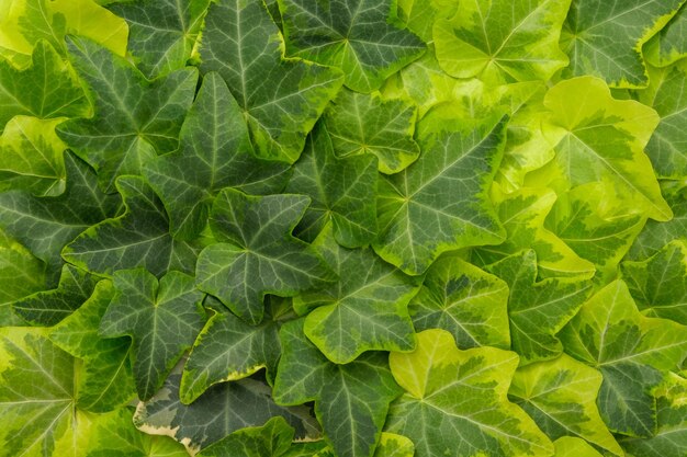 Sfondo di lussureggianti foglie di edera verde