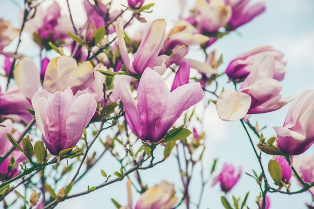 Sfondo di magnolie in fiore. Fiori. Messa a fuoco selettiva