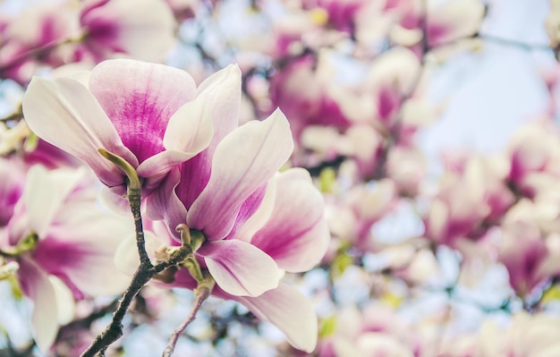 Sfondo di magnolie in fiore Fiori Natura di messa a fuoco selettiva