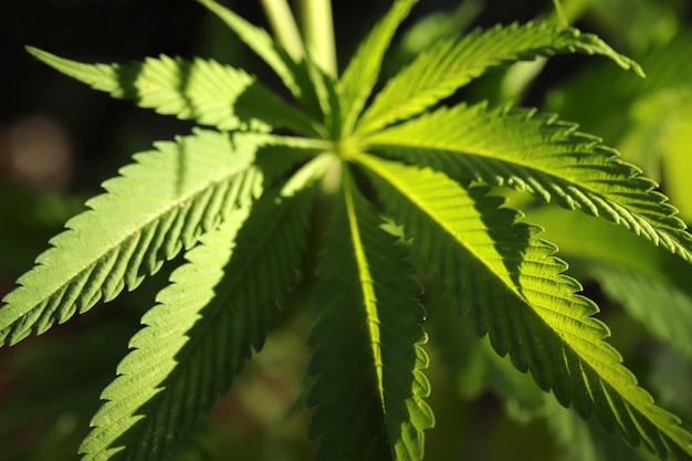 Sfondo di marijuana foglie di cannabis
