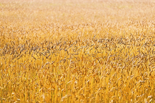 Sfondo di maturazione orecchie di campo di grano, campo coltivato.