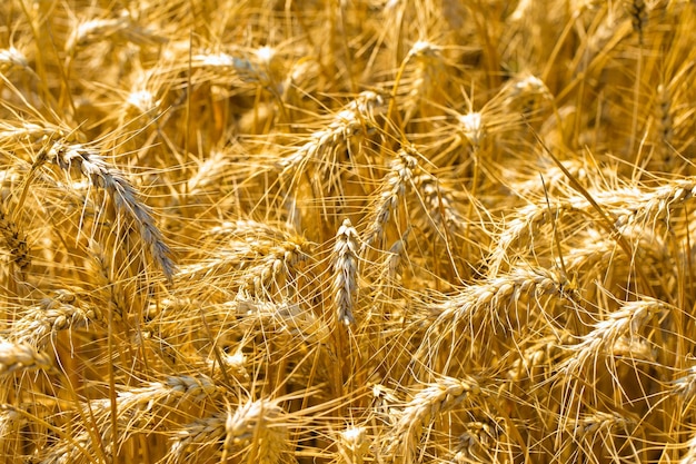 Sfondo di maturazione spighe di campo di grano e luce solare Campo di colture Messa a fuoco selettiva