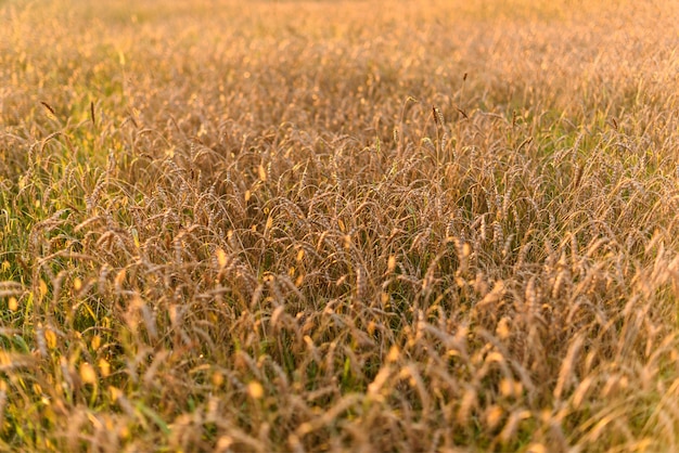 Sfondo di maturazione spighe di campo di grano oro prato nel tramonto