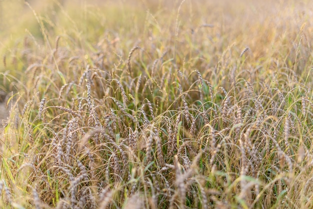 Sfondo di maturazione spighe di campo di grano oro prato.