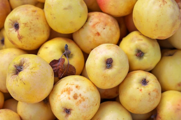 Sfondo di mele colorate mature leggermente viziate Mele sul mercato