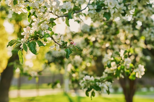 Sfondo di melo in fiore Fiori di primavera