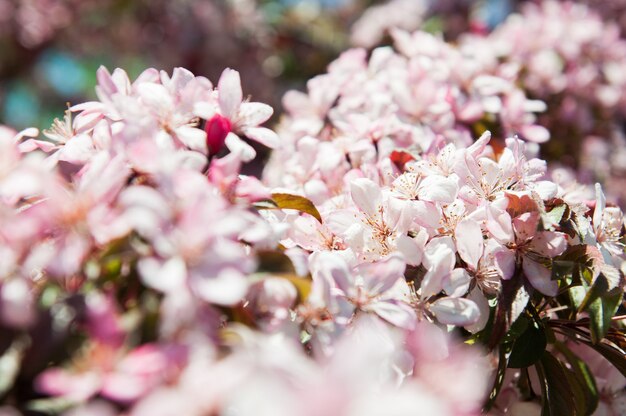 Sfondo di melo sbocciante di fiori rosa flowers