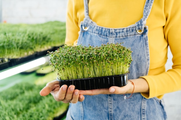 Sfondo di microgreens con germogli in crescita in mani femminili