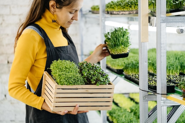 Sfondo di microgreens con germogli in crescita in mani femminili