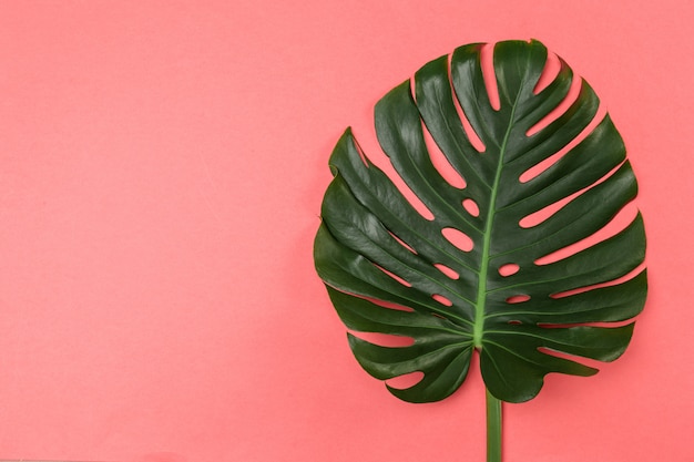 Sfondo di moda con foglia di Monstera