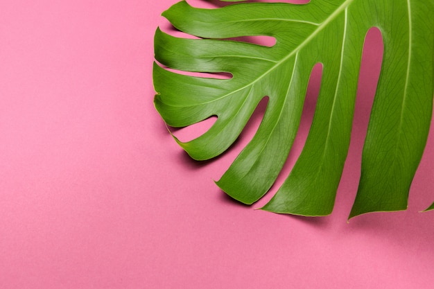 Sfondo di moda con foglia di Monstera