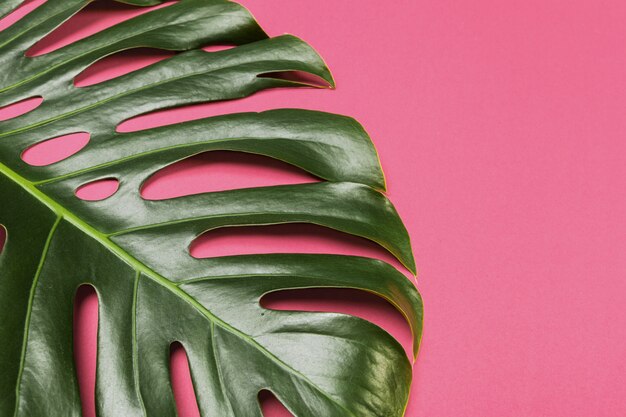 Sfondo di moda con foglia di Monstera