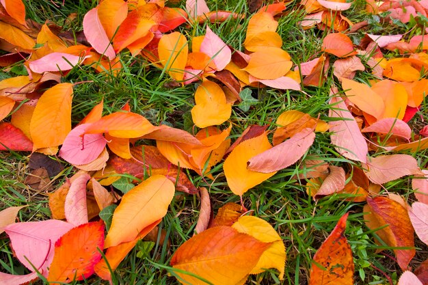 sfondo di molte foglie d'autunno sul terreno