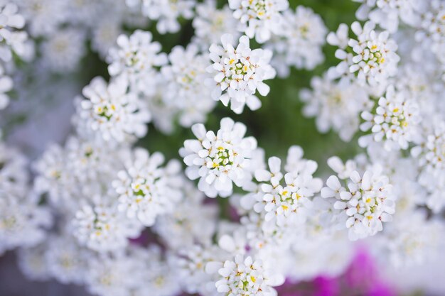 Sfondo di molti fiori bianchi