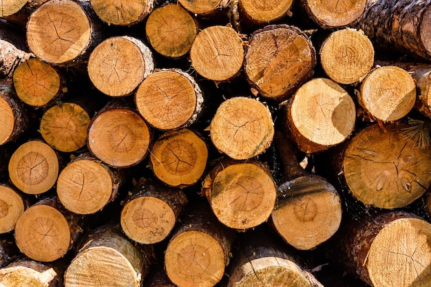 Sfondo di molti tronchi di albero Modello in legno