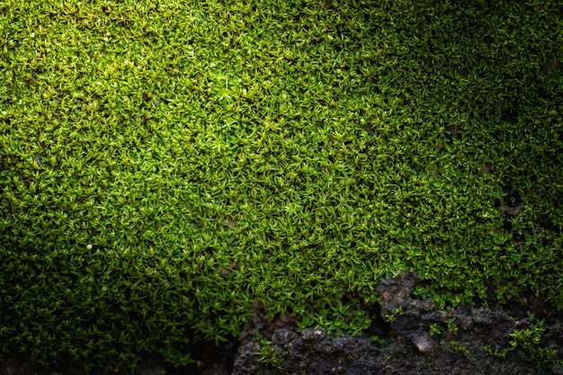 Sfondo di muschio verde scanalato in natura Primo piano di una struttura di muschio verde