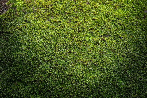 Sfondo di muschio verde scanalato in natura