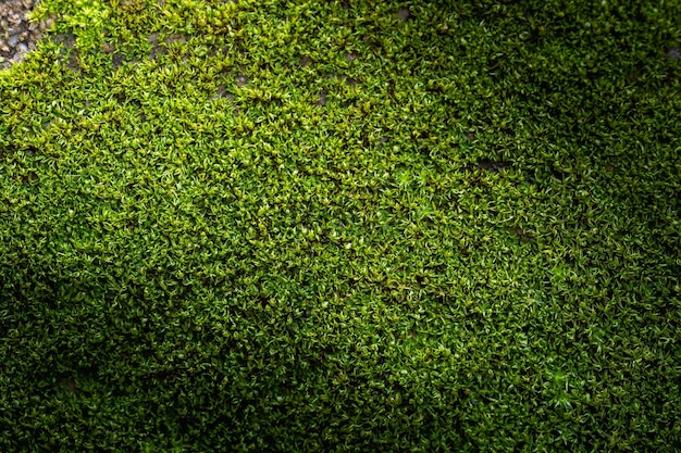 Sfondo di muschio verde scanalato in natura