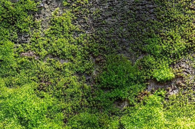 Sfondo di muschio verde scanalato in natura