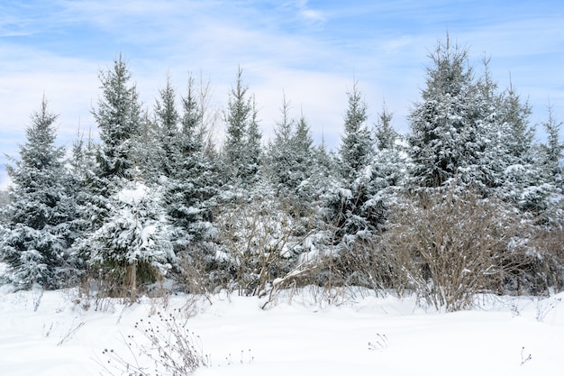 Sfondo di Natale con abeti innevati. Alberi innevati nella foresta invernale. Paesaggio invernale.