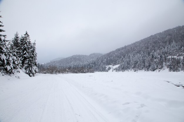 Sfondo di Natale con abeti innevati, bellissimo paesaggio montano invernale