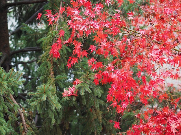 Sfondo di Natale con alberi