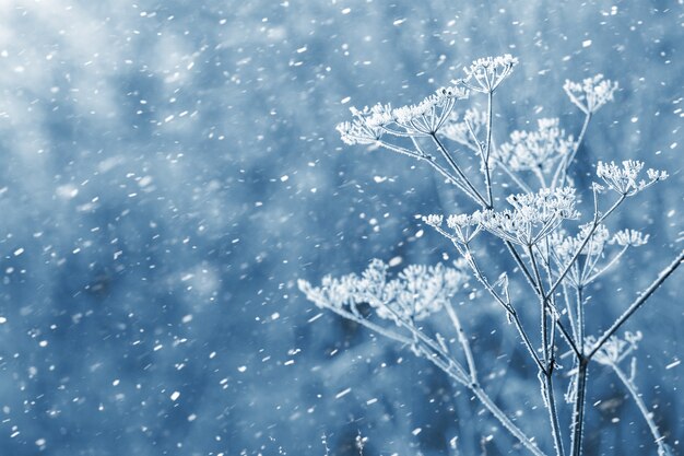 Sfondo di Natale con piante secche coperte di neve durante una nevicata