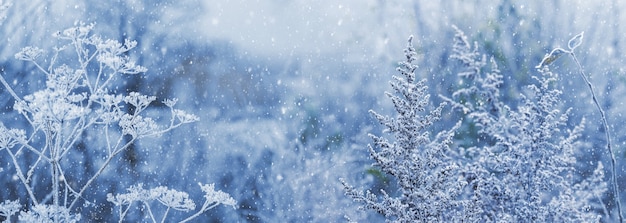 Sfondo di Natale con steli di piante secche coperte di gelo su sfondo sfocato durante la nevicata