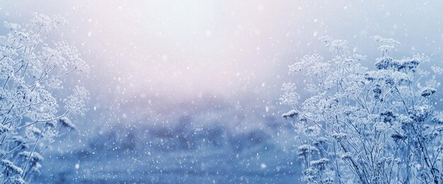 Sfondo di Natale e Capodanno con piante coperte di neve e gelo nella foresta al mattino durante una nevicata