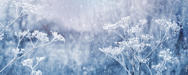 Sfondo di Natale invernale con piante coperte di neve durante una nevicata. Brina sulle piante