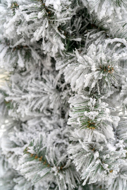 Sfondo di Natale - rami, neve.