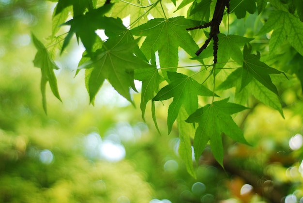 Sfondo di natura albero foglia