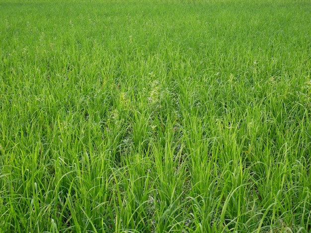 sfondo di natura campo di riso biologico