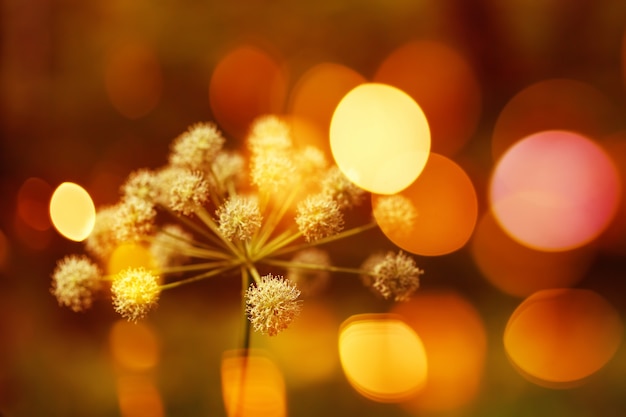 Sfondo di natura con luci di bokeh