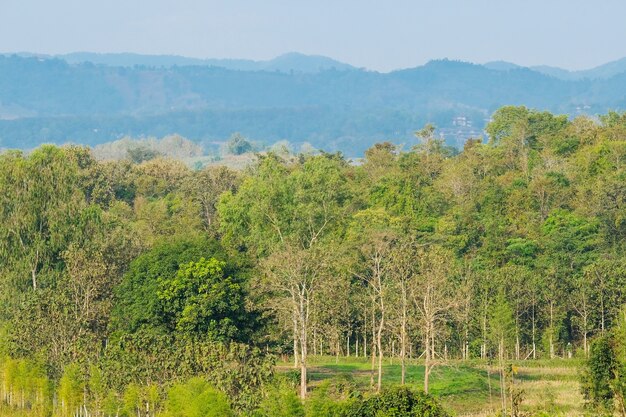 Sfondo di natura primavera