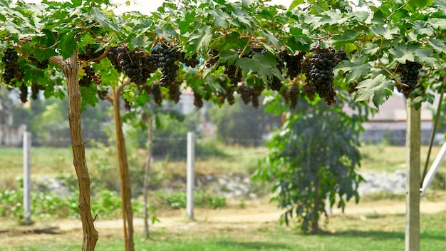 Sfondo di natura Vigneti all'aperto al tramonto