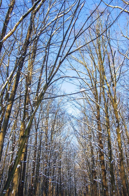 Sfondo di neve sui rami degli alberi