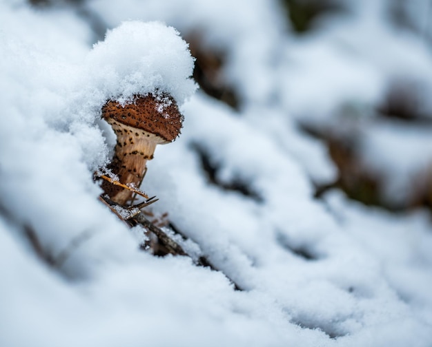 sfondo di neve