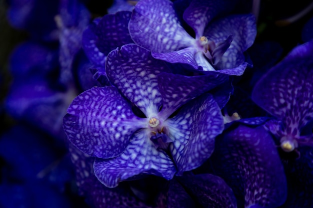 Sfondo di orchidee blu scuro Vanda Coerulea, Vanda blu, Vanda coerulea Griff. ex Lindl.