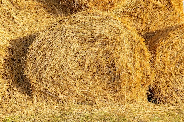 Sfondo di paglia, attorcigliato a forma di spirale per lo stoccaggio di paglia secca e l'uso in agricoltura e produzione di bestiame.