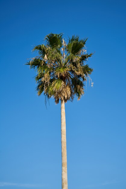 Sfondo di palme