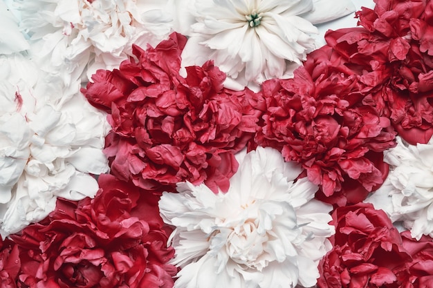 Sfondo di peonie bianche e rosse Sfondo floreale di bellezza Concetto di fiori festivi