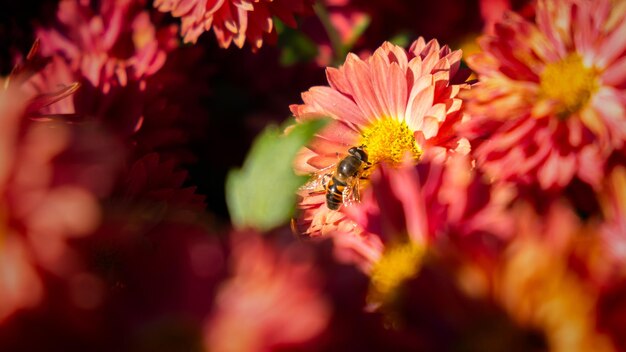 Sfondo di petali di crisantemo rosa. Primo piano dell'ape su un fiore del crisantemo nel giardino