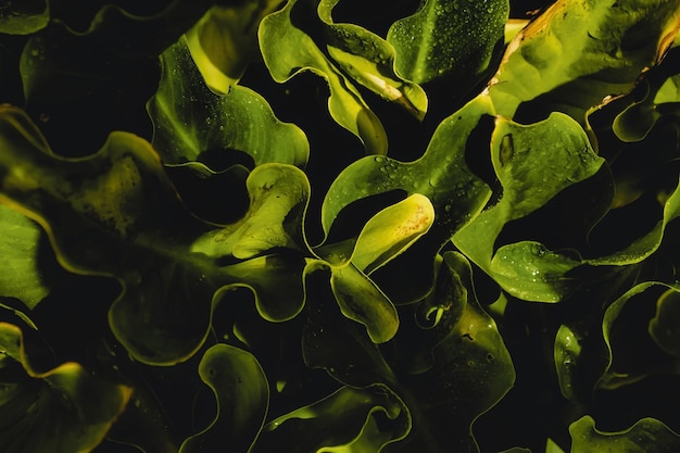 Sfondo di petali di foglie di felce verde