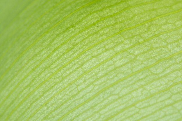 Sfondo di petali di loto verde